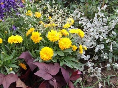 Coreopsis1