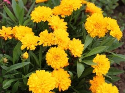 Coreopsis2 (1)