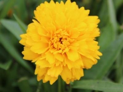 Coreopsis2