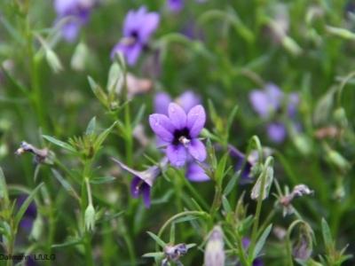 Monopsis 1