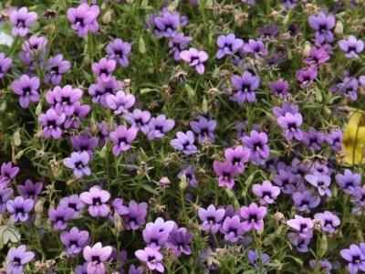 Monopsis 2