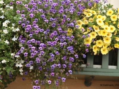 Monopsis 3