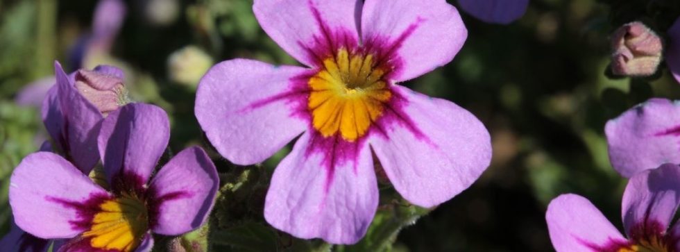 pflanze james goldeneye