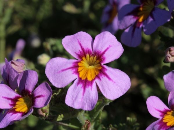 Jamesbrittenia 1