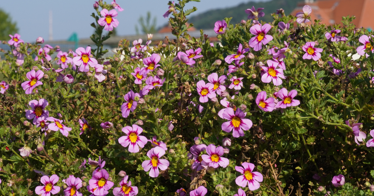 pflanze james goldeneye