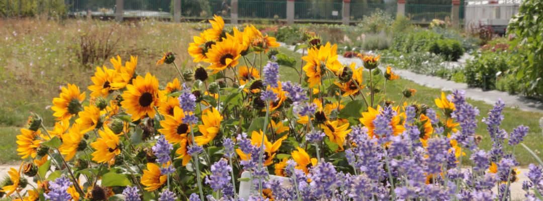 Sommerpflanze 2024 im Freiland
