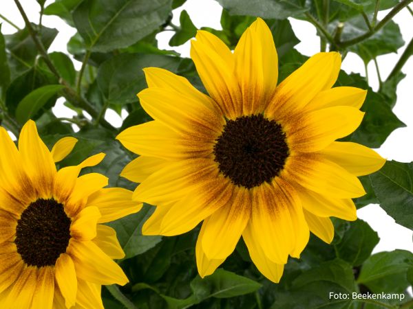 Sommerpflanze 2 solo