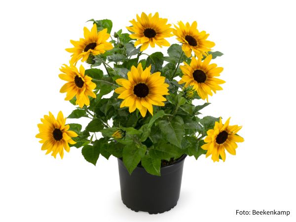 Sommerpflanze solo