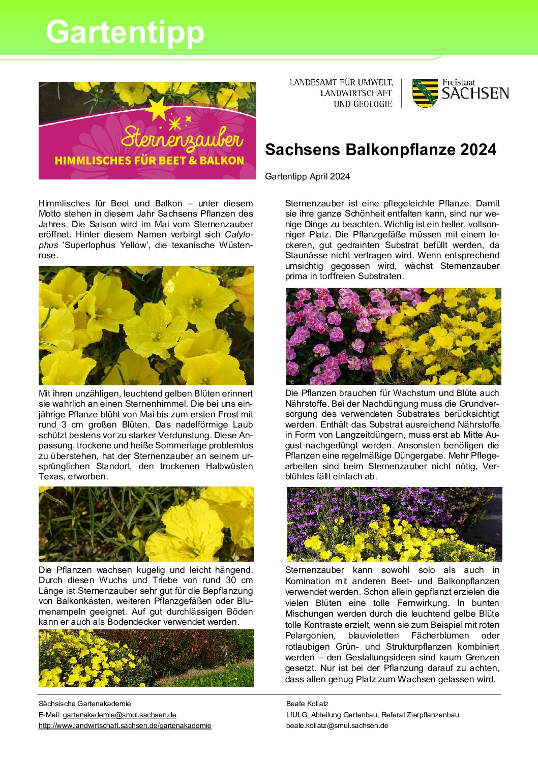 Gartentipp_Calylophus