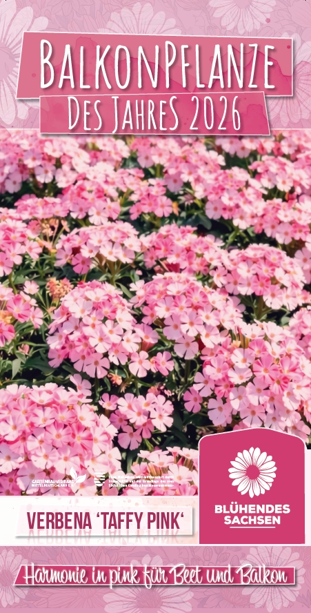 Sachsens Balkonpflanze des Jahres 2026