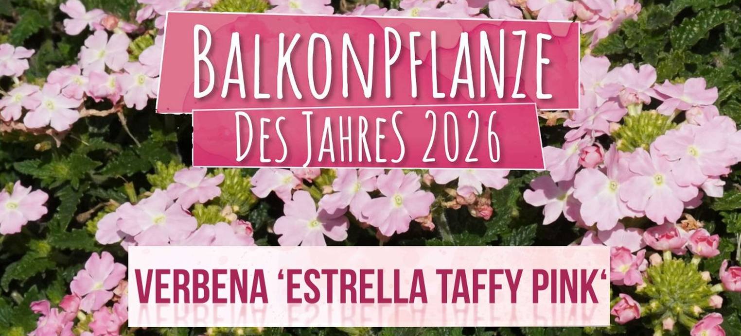 Balkonpflanze des Jahres 2026