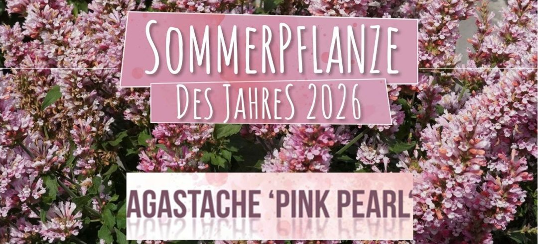 Sachsens Sommerpflanze des Jahres 2026